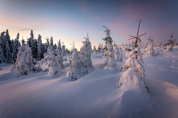 雪に覆われた木々の美しい風景 — ストック写真