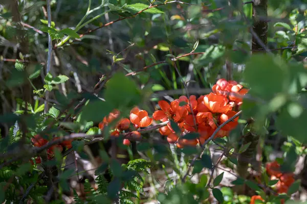 Rowan Bessen Het Bos — Stockfoto