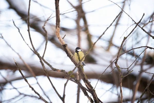在森林的树枝上坐着一只鸟 — 图库照片