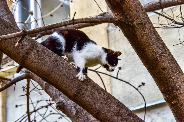 Черно Белый Кот Сидящий Ветке Дерева — стоковое фото