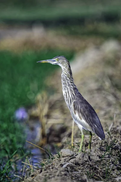 Primer Plano Hermoso Pájaro Hierba — Foto de Stock