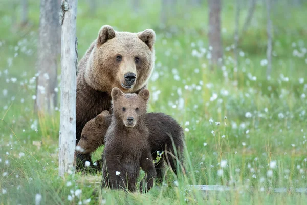 Grizzly Medve Erdőben — Stock Fotó