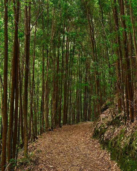 Зеленый Лес Лесу Фоне Природы — стоковое фото