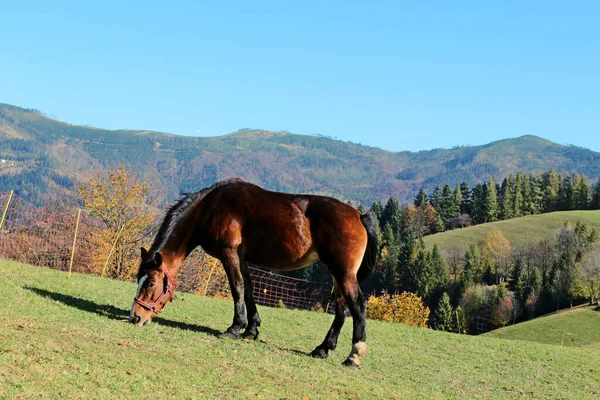 Schönes Pferd Den Bergen — Stockfoto