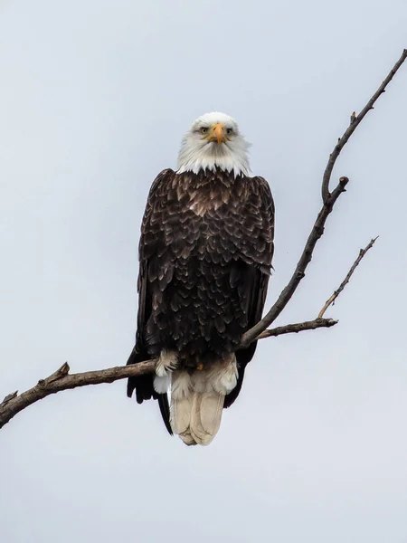 Weißkopfseeadler Auf Dem Ast — Stockfoto