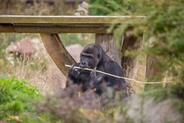 Ein Schwarz Weißes Porträt Eines Niedlichen Hundes — Stockfoto