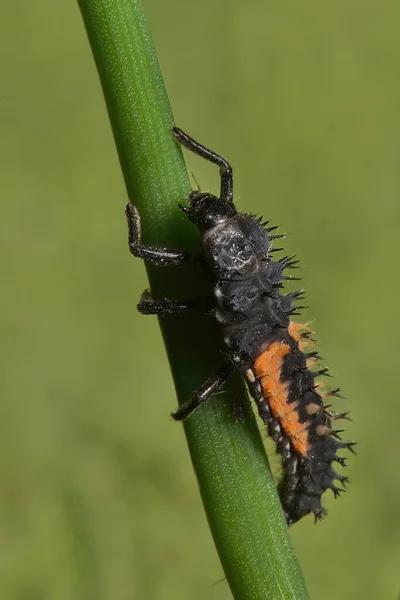 Close Bug Natureza — Fotografia de Stock