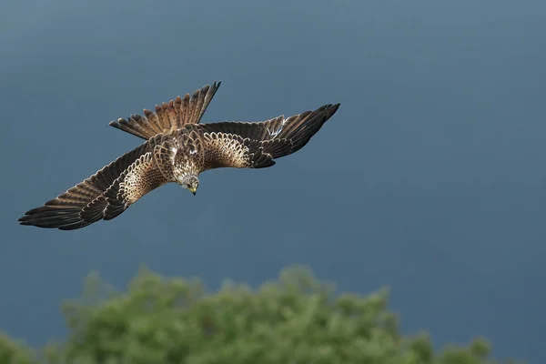 a bird flying in the sky