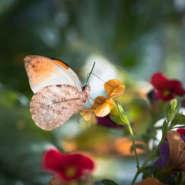 Mariposa Una Flor — Foto de Stock