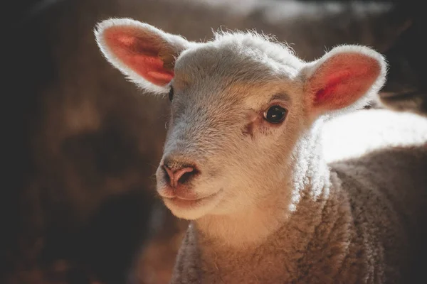 Nahaufnahme Eines Weißen Lammes Auf Einem Bauernhof — Stockfoto