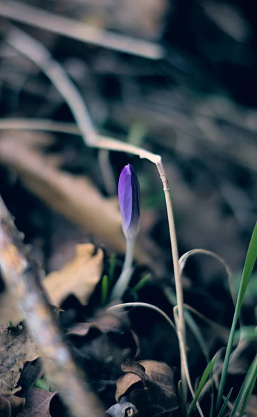 Flores Primavera Bosque —  Fotos de Stock