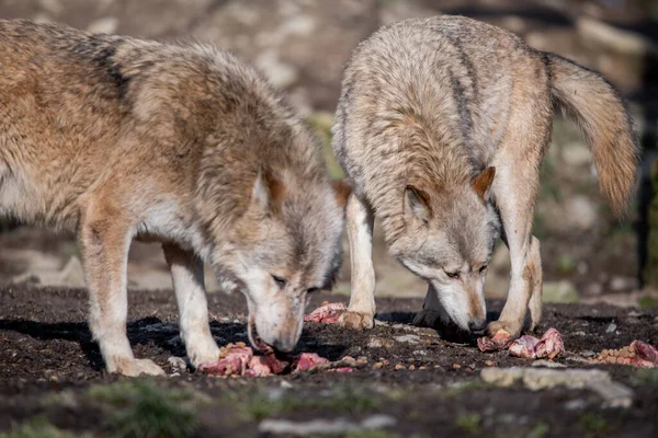 Wolf Wald — Stockfoto