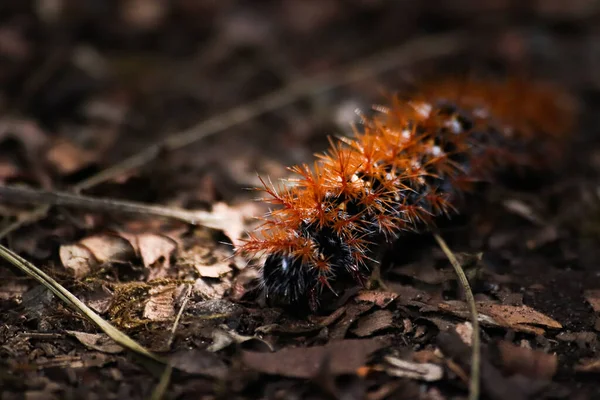 Mooie Herfstbladeren Flora Natuur — Stockfoto