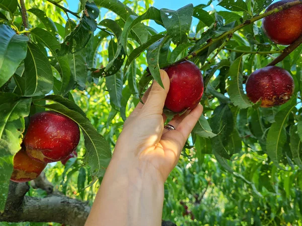 Pommes Rouges Poussant Dans Jardin — Photo