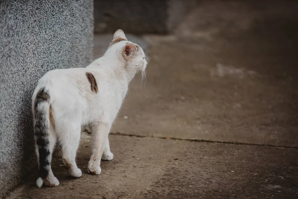 Chat Dans Rue — Photo