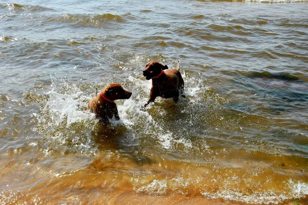 Hund Leka Med Boll Stranden — Stockfoto