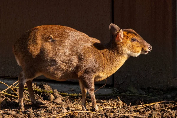 Gros Plan Cerf Brun — Photo