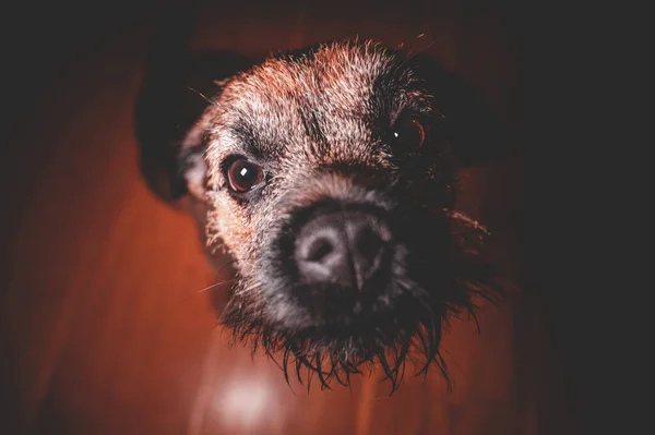 Portret Van Een Schattige Hond — Stockfoto