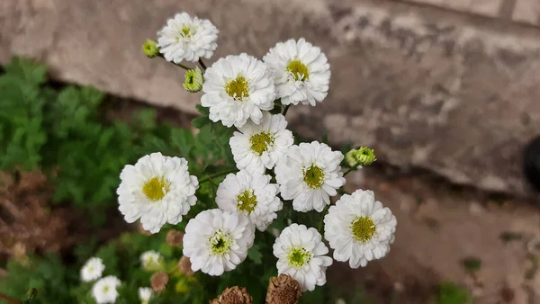 Flores Brancas Jardim — Fotografia de Stock