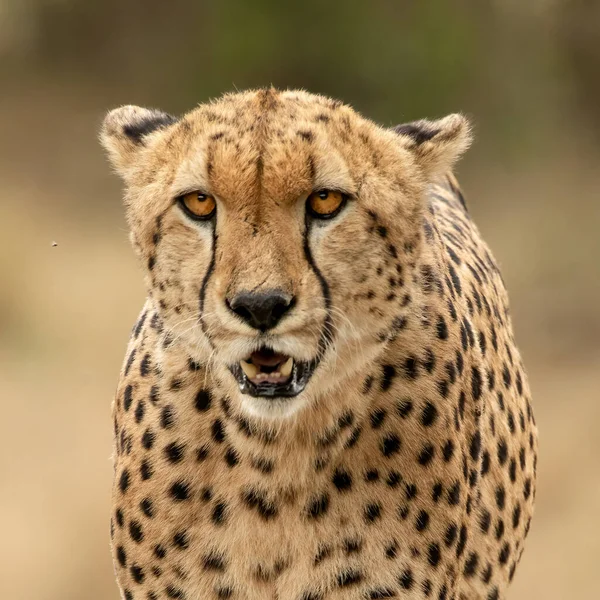 Cheeta Savanne Van Afrika — Stockfoto