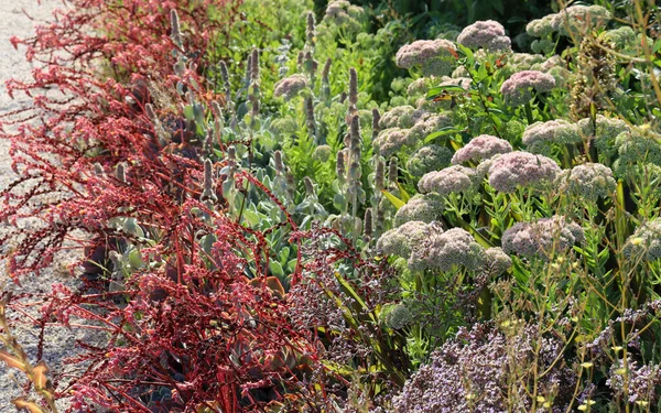 Piękne Botaniczne Ujęcie Naturalna Tapeta — Zdjęcie stockowe