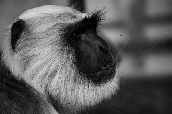 Nahaufnahme Eines Schwarz Weiß Fotos Eines Jungen Affen — Stockfoto