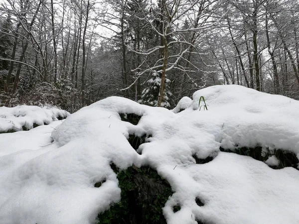 森の雪に覆われた木 — ストック写真