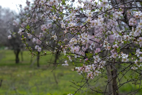 Fleur Cerisier Printemps — Photo