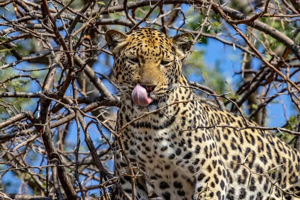 Λεοπάρδαλη Στο Εθνικό Πάρκο Kruger Νότια Αφρική — Φωτογραφία Αρχείου