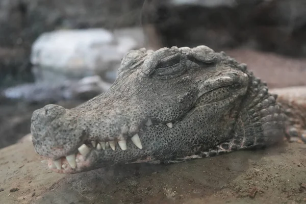Крокодил Пляже — стоковое фото
