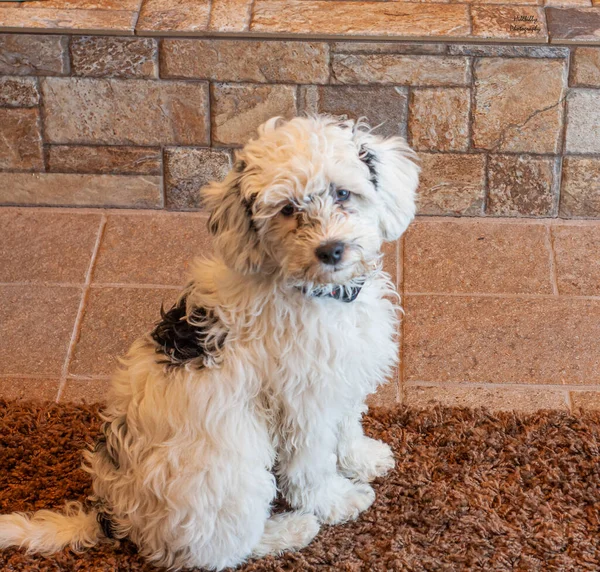 Hund Tegelvägg Bakgrund — Stockfoto