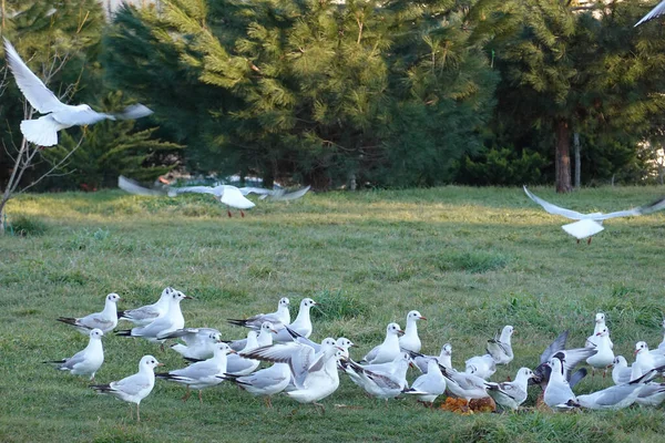 湖の白いガチョウの群れ — ストック写真