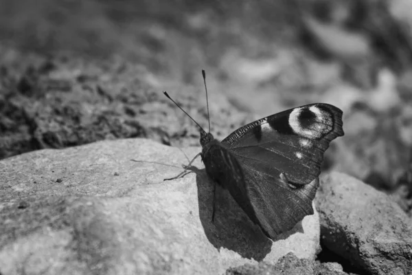 Black White Butterfly — Stock Photo, Image