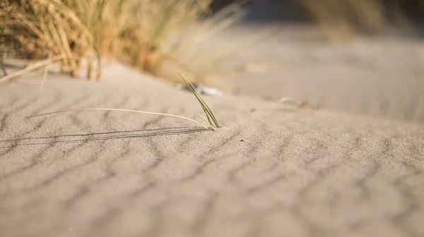 Písečné Duny Pláži — Stock fotografie