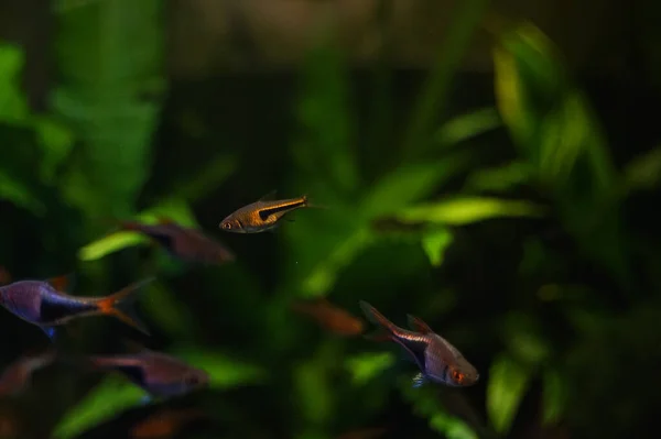 물고기가 아름다운 — 스톡 사진