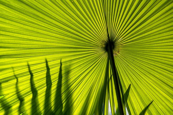 Feuilles Vertes Fond Feuille Palmier Tropicale — Photo