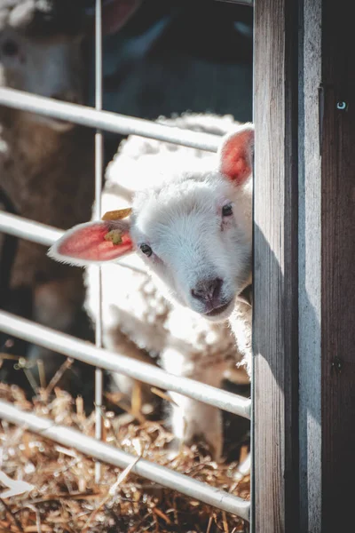 Lamm Auf Dem Hof Hintergrund Nahaufnahme — Stockfoto