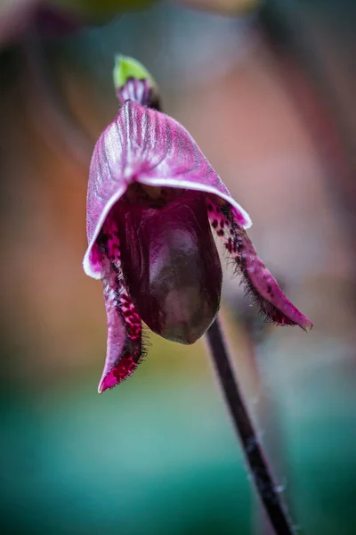 Mooi Botanisch Schot Natuurlijk Behang — Stockfoto