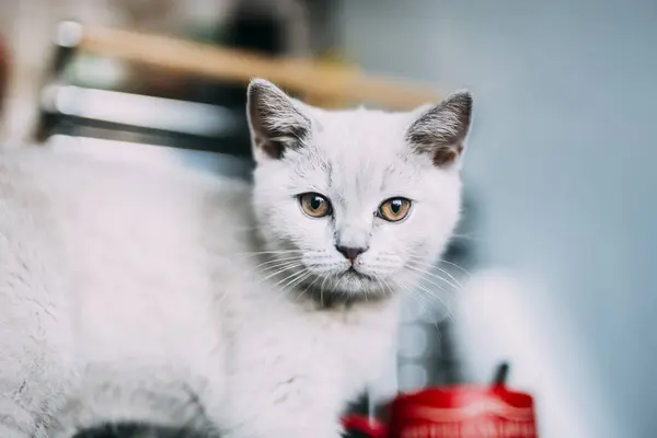 Кіт Кухні — стокове фото