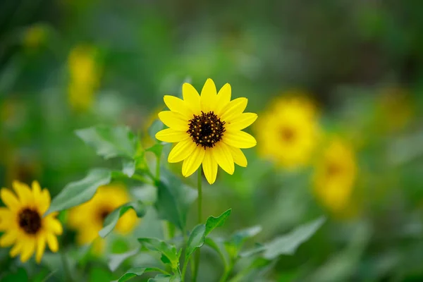 花园里美丽的黄花 — 图库照片