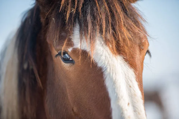 Zblízka Portrét Krásného Ostrohranného Koně — Stock fotografie