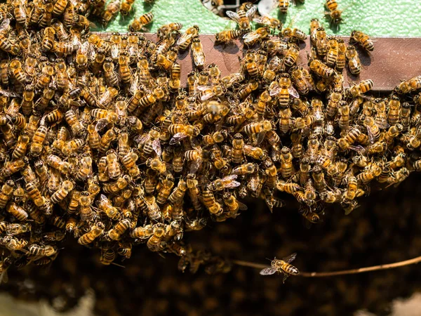 Μέλισσες Μια Κηρήθρα Στο Μελισσοκομείο — Φωτογραφία Αρχείου