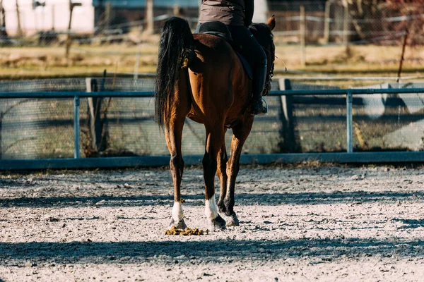 Paard Paddock — Stockfoto