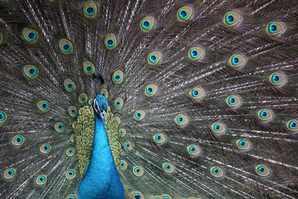 Beautiful Peacock Feathers — Stock Photo, Image