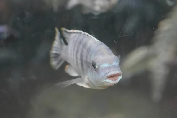 Niedliche Fische Aquarium — Stockfoto