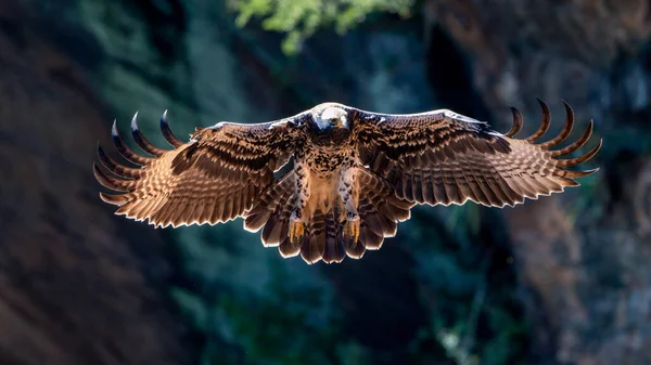 Búho Águila Naturaleza — Foto de Stock