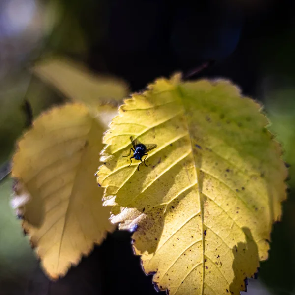 Nahaufnahme Eines Gelben Blattes Und Eines Insekts — Stockfoto
