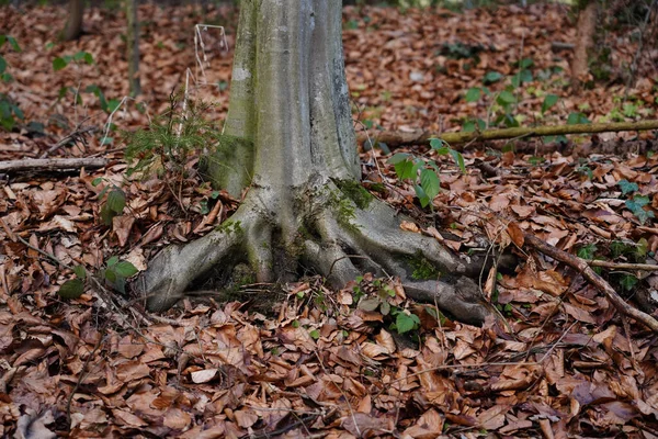 Egy Közeli Felvétel Egy Gyökereiről Erdőben — Stock Fotó