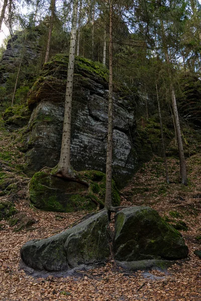 Gyönyörű Táj Egy Fával Erdőben — Stock Fotó