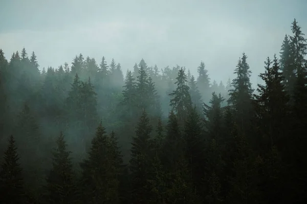Красивий Краєвид Лісом Задньому Плані — стокове фото